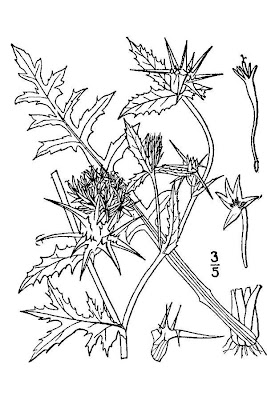 Fiordaliso stellato Fiordaliso stellato