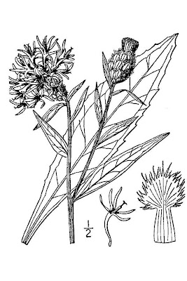 Fiordaliso di Welden