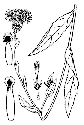Fiordaliso carniolico