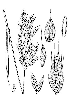 Forasacco mediterraneo