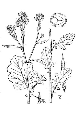 Brassica nigra,
black mustard,
brauner Senf,
Cavolo Senape-nera,
chou noir,
hei jie,
mostarda-negra,
mostarda-preta,
mostaza negra,
moutarde noire,
schwarzer Senf,
shortpod mustard