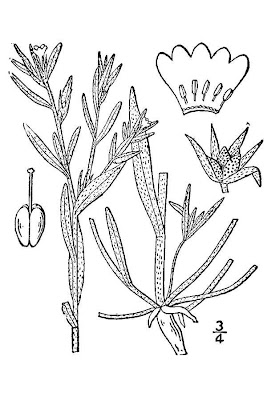 Buglossoides arvensis,
aljofareira,
corn gromwell,
corn-gromwell,
Erba-perla minore,
field gromwell,
pigeonweed Buglossoides arvensis,
aljofareira,
corn gromwell,
corn-gromwell,
Erba-perla minore,
field gromwell,
pigeonweed