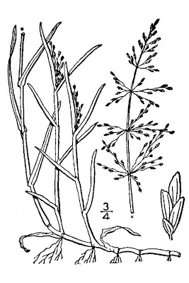 Water whorlgrass