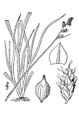 Carex brunnescens (Pers.) Poiret