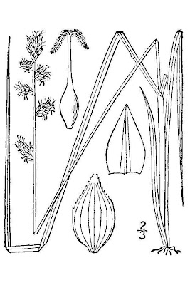 Hoary Sedge Hoary Sedge