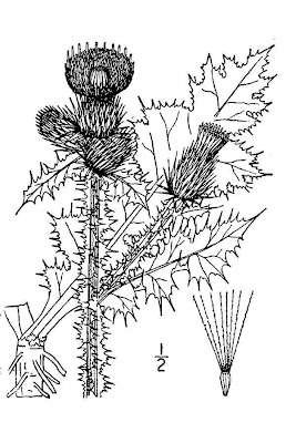 Carduus crispus L.