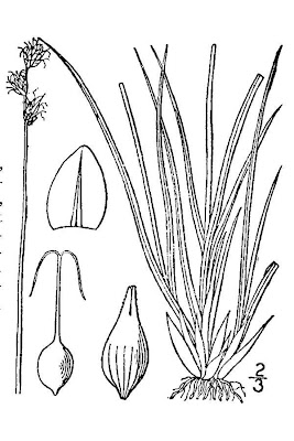 Carex heleonastes L. Fil.