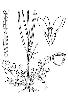 Crescione primaticcio Crescione primaticcio