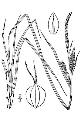 Carex nigra (L.) Reichard