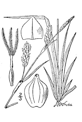 Carnat tonggrass Carnat tonggrass