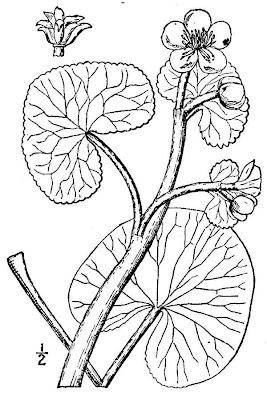 Caltha palustris,
Calta palustre,
cowflock,
cowslip,
kingcup,
marsh-marigold,
meadow-bright,
Water Cowslip,
yellow marsh marigold,
yellow marsh-marigold,
yellow marshmarigold Caltha palustris,
Calta palustre,
cowflock,
cowslip,
kingcup,
marsh-marigold,
meadow-bright,
Water Cowslip,
yellow marsh marigold,
yellow marsh-marigold,
yellow marshmarigold