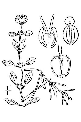 Callitriche palustris,
Gamberaja comune,
spiny waterstarwort,
spring waterstarwort,
vernal water starwort,
vernal water-starwort,
vernal waterstarwort Callitriche palustris,
Gamberaja comune,
spiny waterstarwort,
spring waterstarwort,
vernal water starwort,
vernal water-starwort,
vernal waterstarwort