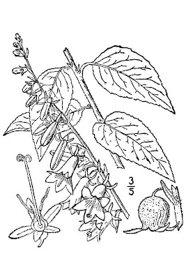 European bellflower