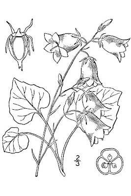 Campanula rotundifolia L.