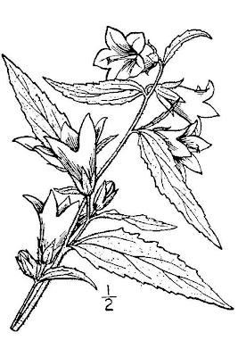 Campanula trachelium L.