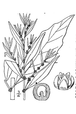 Chenopodium ambrosioides L.