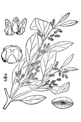 Erva-das-sementes