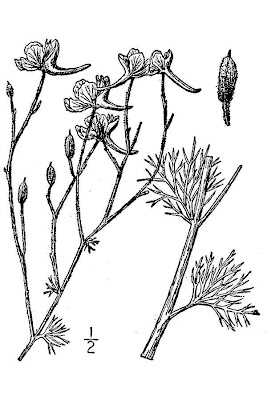 Consolida ajacis (L.) Schur