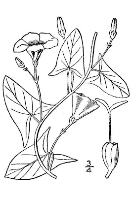 Corda-de-viola Corda-de-viola