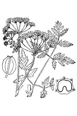 Carrot-fern Carrot-fern
