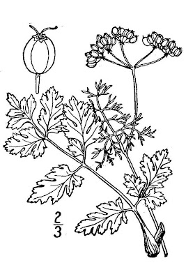 Chinese parsley