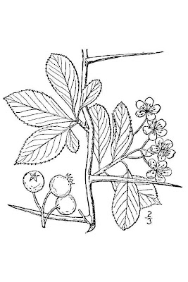Aubépine ergot-de-coq Aubépine ergot-de-coq