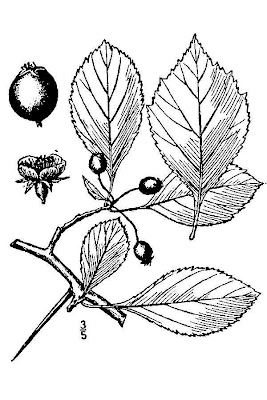 Cockspurthorn Cockspurthorn