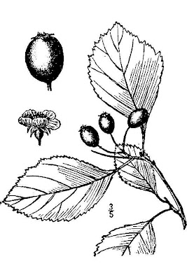 Cockspurthorn Cockspurthorn