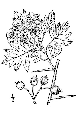 Oneseed hawthorn Oneseed hawthorn
