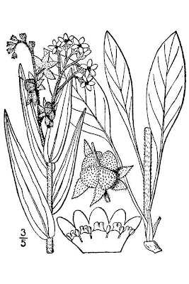 Cynoglosse officinale