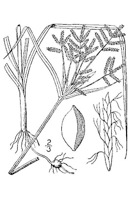 Cyperus rotundus,
alho-bravo,
capim-alho,
capim-dand&aacute;,
casta&ntilde;uela,
chaguan humatag,
coco-grass,
cocograss,
coquito,
juncia,
jun&ccedil;a,
kili'o'opu,
nut sedge,
nut-grass,
nutgrass,
pakopako,
purple nut sedge,
purple nutsedge