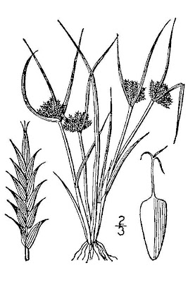 Awned flat sedge