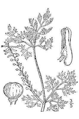 Common fumitory Common fumitory