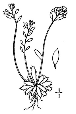 Draba fladnizensis,
arctic draba,
Austrian draba,
Bald White Whitlow Grass,
Draba di Fladniz
