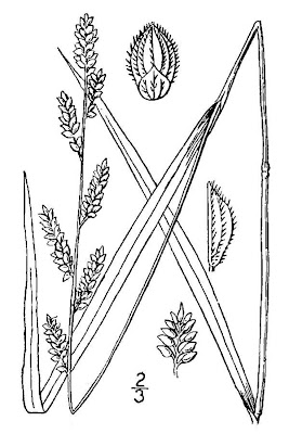Echinochloa colona,
armil&aacute;;n,
awnless barnyard grass,
bl&eacute; du Dekkan,
capim-arroz,
capim-da-col&ocirc;nia,
capituva,
corn panic grass,
Deccan grass,
Giavone meridionale,
jungle rice,
jungle ricegrass,
jungle-rice,
junglerice