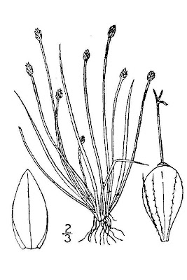 Eleocharis atropurpurea (Retz.) Presl