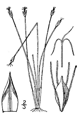 Fewflower spikerush