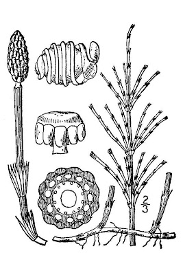 Field horsetail