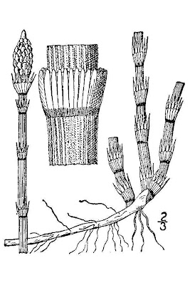 Equisetum hyemale L.