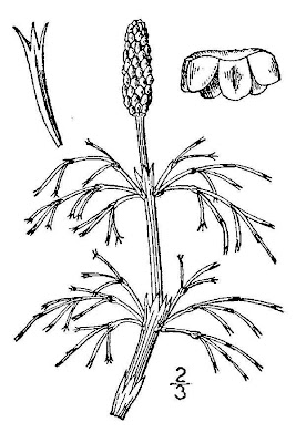 Equisetum sylvaticum L.