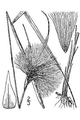 Eriophorum angustifolium Honckeny