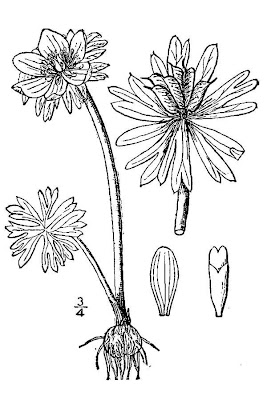 Eranthis hyemalis (L.) Salisb.