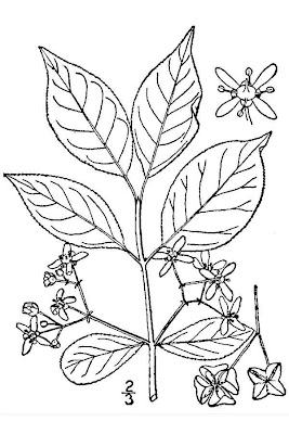 European spindletree