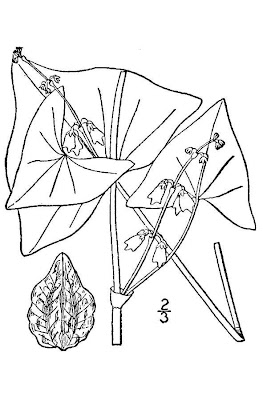 Fagopyrum tataricum,
alforf&oacute;n de Tartaria,
Grano saraceno siberiano,
green buckwheat,
India-wheat,
Japanese buckwheat,
ku chiao mai,
ku qiao,
sarrasin de Tartarie,
Tartary buckwheat,
tatarischer Buchweizen
