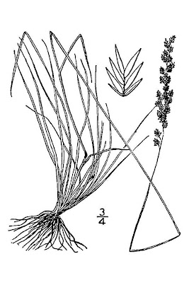 Hair fescue