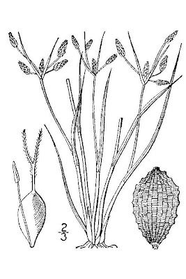 Fimbristylis annua (All.) R. et S.