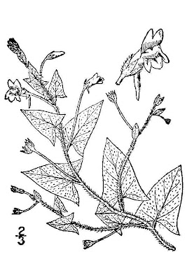 Kickxia elatine,
cancerwort,
Cencio minore,
Echtes T&auml;nnelkraut,
falsa-ver&oacute;nica-roxa,
fluvellin,
linaire &eacute;latine,
roundleaf fluvellin,
Sharp Leaved Fluellen,
sharpleaf cancerwort,
sharpoint fluevellin,
sharppoint fluvellin