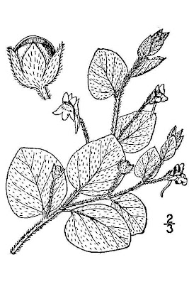 Kickxia spuria,
Cencio molle,
Cencio molle a foglia intera,
falsa-ver&oacute;nica,
linaire b&acirc;tarde,
Round Leaved Fluellen,
roundleaf cancerwort,
Unechtes T&auml;nnelkraut