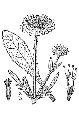 Knautia arvensis,
Acker - Witwenblume,
Ambretta comune,
bluebuttons,
erva-dos-prados,
escabiosa,
field scabiosa,
field-scabious,
gypsy's-rose,
knautie des champs,
scabieuse des champs,
Scabiosa