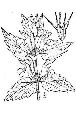 White-nettle White-nettle